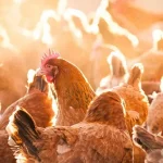 Na podzim přidávám slepicím do krmiva dva produkty: každý den snesou deset vajec. na-podzim-pridavam-slepicim-do-krmiva-dva-produkty-kazdy-den.webp.webp