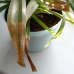 Proč listy pokojových rostlin žloutnou - odborník vysvětluje, jak je zachránit před odumřením proc-listy-pokojovych-rostlin-zloutnou-odbornik-vysvetluje-jak-je.webp.webp